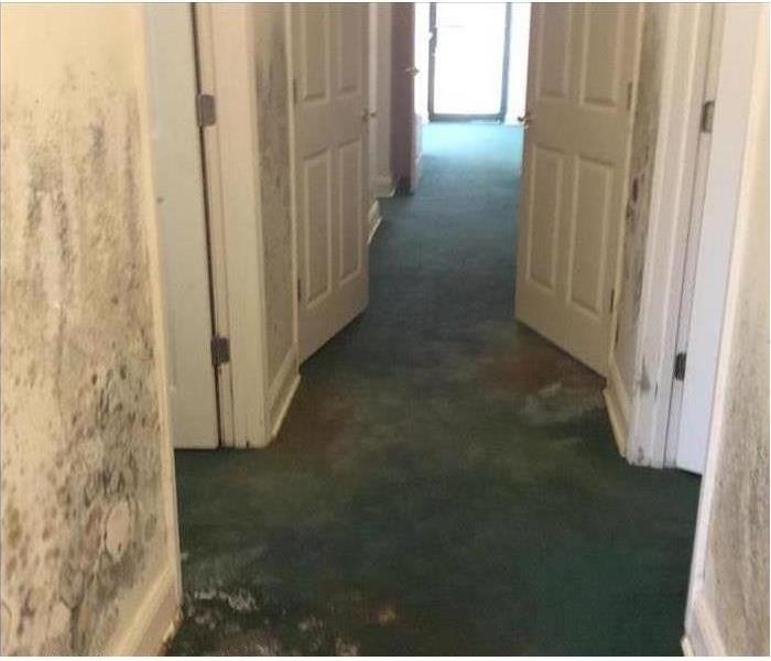 mud-stained carpets, mold on the walls