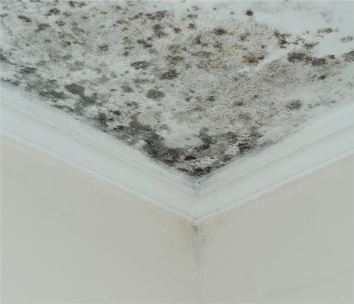 mold and water damage in corner of ceiling